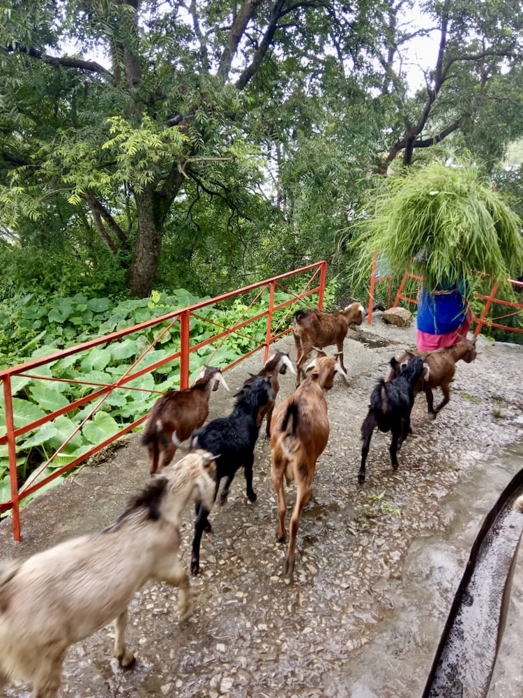 From Struggle to Success: How Ganga Devi’s Go...